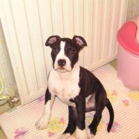 I'GUIZMO de l'éclat du diamant bleu