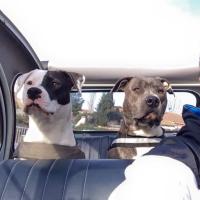 11035460_828340930585575_4052902378212660543_n - Copie