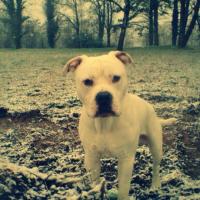 11052016_847458165340518_3150846425673981648_n