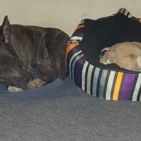 19718_800628496682075_6232168557579399943_n - Copie