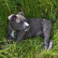 i'kyu de l'éclat du diamant bleu