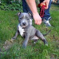 Ianka de l'éclat du diamant bleu