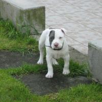 i'kratos de l'éclat du diamant bleu