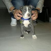 i'sky blue  de l'éclat du diamant bleu dit gaia