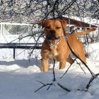 hades des molossess d'ares