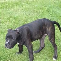 sheitan de l'éclat du diamant bleu dit sparo