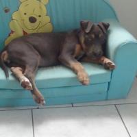 american blue bubble haschkha 