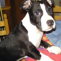 945550_597930690239310_700501374_n